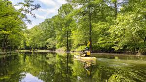 Stream in forest