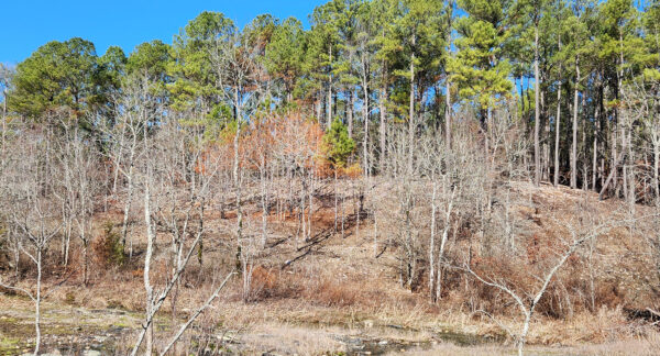 MFBNA Shale Glad Habitat Photo credit: Arkansas Natural Heritage Commission